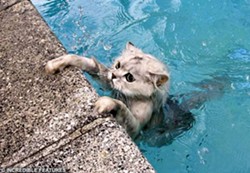 CAT FRIDAY: Cats swimming edition
