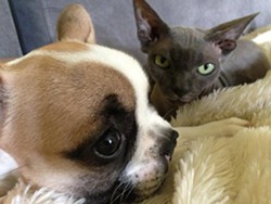 CAT FRIDAY: Meet Lentil in a dog-takeover special edition of Cat Friday