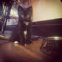 CAT FRIDAY: Meet The Inlander staffer's kitties
