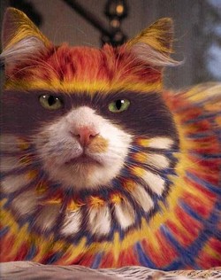 CAT FRIDAY: Painted cats edition