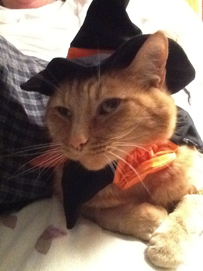 Sam, an alumni of SpokAnimal, looked adorable this Halloween. From Spokane, submitted by Sallie Sears.