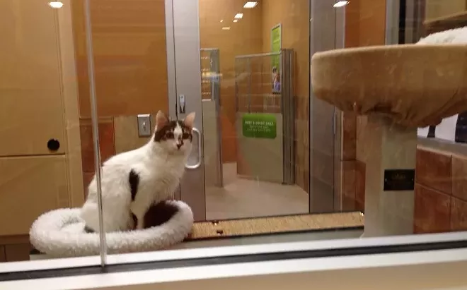 CAT FRIDAY: Spokane Humane Society's new adoption center at PetSmart