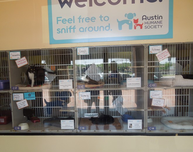 The first thing visitors to the Austin Humane Society see is a big wall of adoptable cats. - CHEY SCOTT