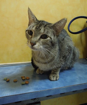 We spent some time visiting this calm little tabby who appeared to be a new arrival at the shelter. - CHEY SCOTT