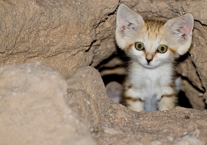 CAT FRIDAY: The world's cutest wildcats