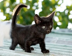 CAT FRIDAY: Today is Black Cat Appreciation Day!