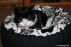 CAT FRIDAY: We love Pokey, Grumpy Cat's brother