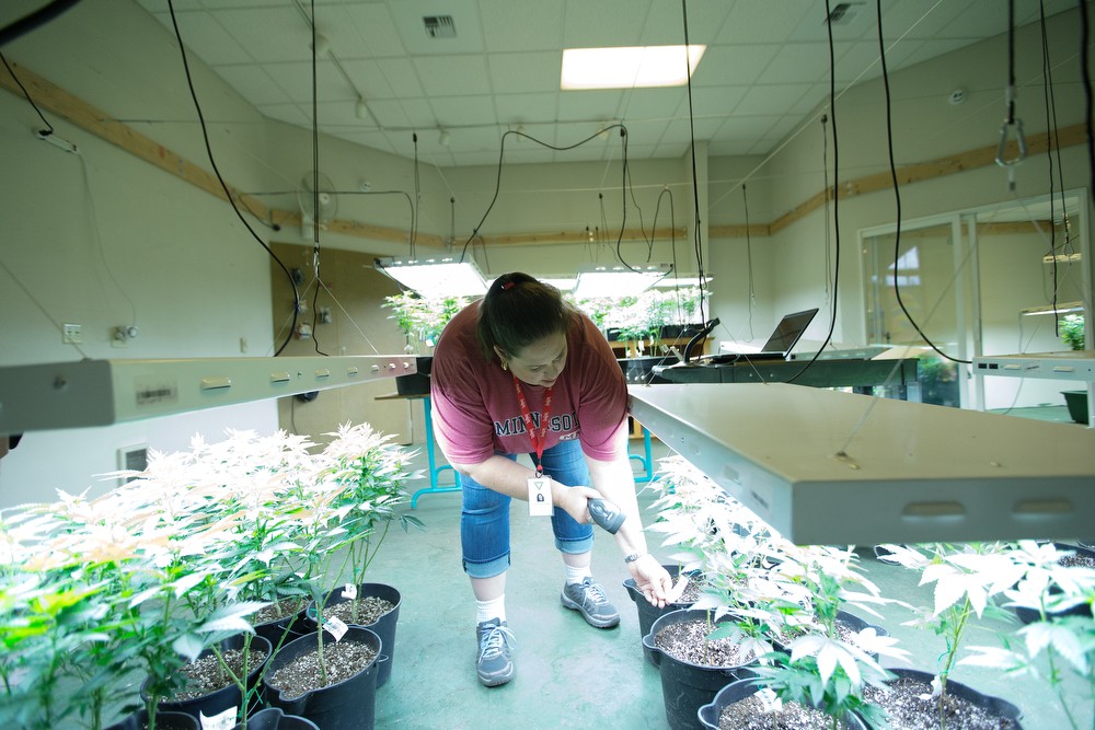 Co-Owner Johanna Tuttle scans a Golden Nugget marijuana plant that has been relocated. - YOUNG KWAK