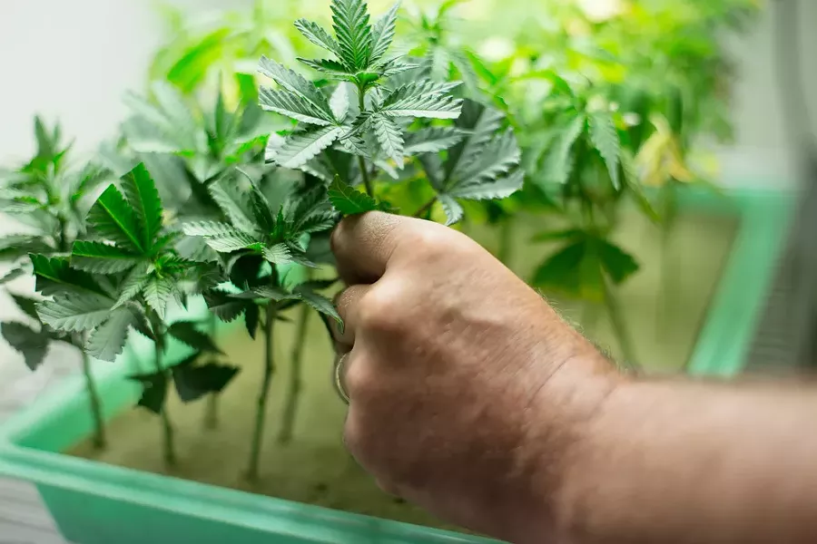 Co-Owner Wesley Tuttle places a Golden Nugget marijuana clone into a planter. - YOUNG KWAK