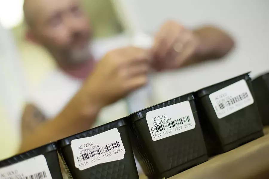 Co-Owner Wesley Tuttle places barcoded labels onto pots containing an AC Gold marijuana seed. - YOUNG KWAK