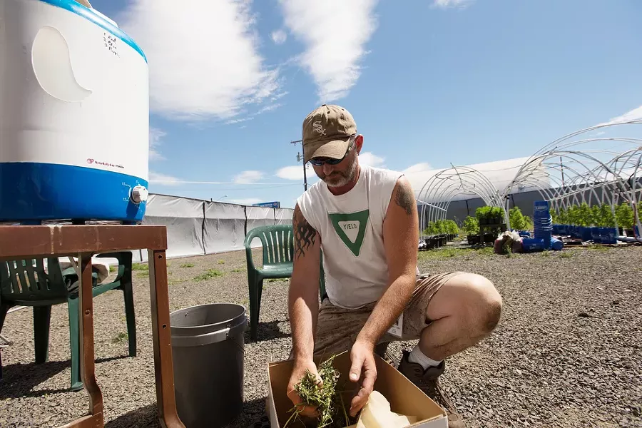 Co-Owner Wesley Tuttle transfers leaves and stems to a bag to make hash. - YOUNG KWAK