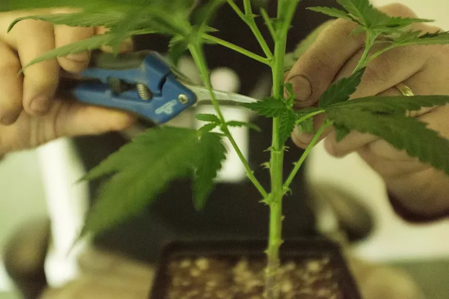 Co-Owner Wesley Tuttle trims a Golden Nugget marijuana plant. - YOUNG KWAK