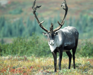 Conservation groups file federal lawsuit over "critical habitat" for endangered woodland caribou