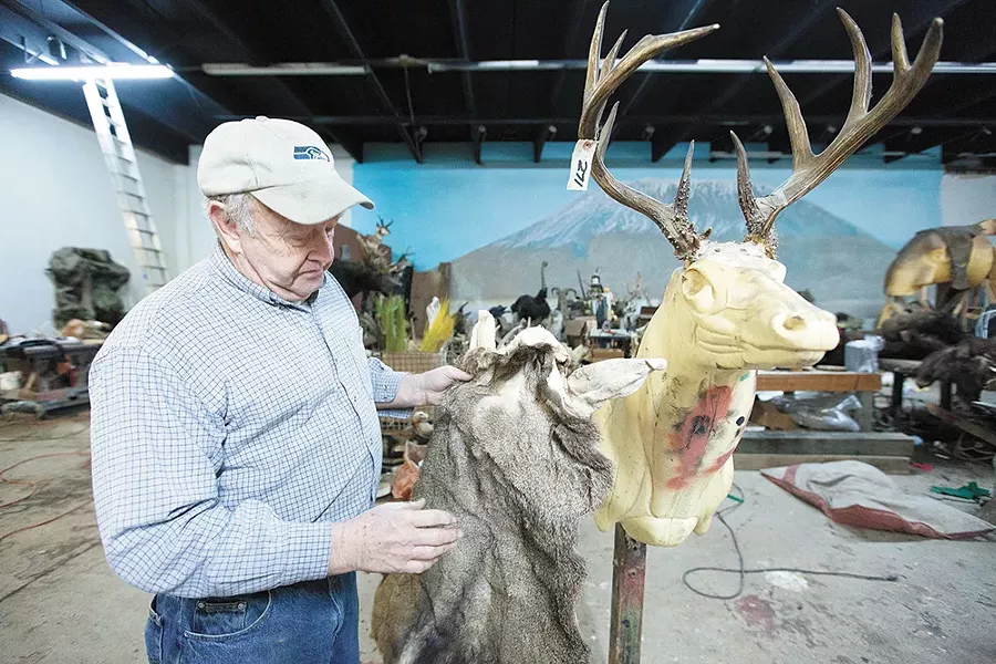 Dave Drury holds a tanned deer "cape" at Knopp Taxidermy. - YOUNG KWAK