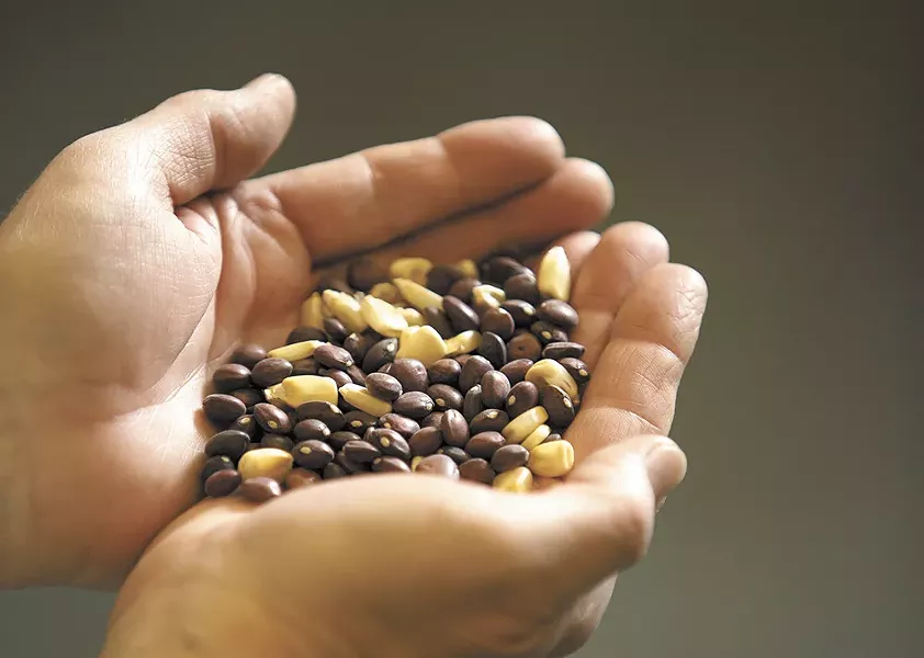Dixie Lee butter pea, lima bean and sweet white corn seeds from the new seed library at the Otis Orchards Library. - YOUNG KWAK
