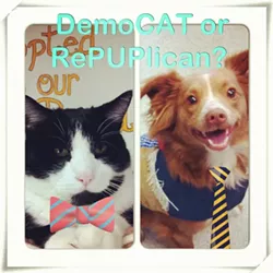 ELECTION DAY: Cats who want you to vote!