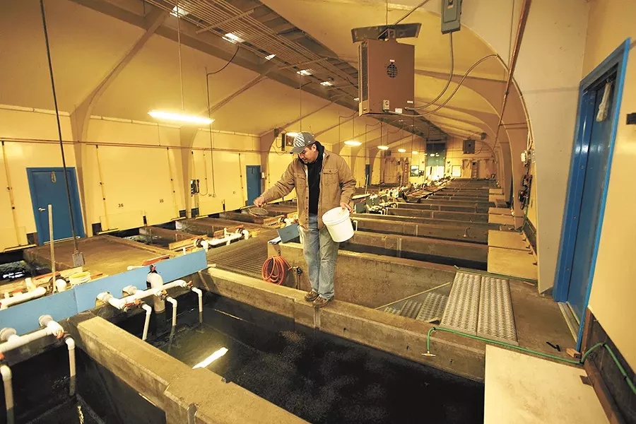 Fish culturist T.J. Lebret feeds rainbow trout at the Spokane Tribal Hatchery. - YOUNG KWAK