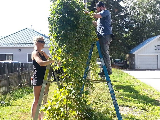 Got Hops? Local breweries need them for fresh hop brews
