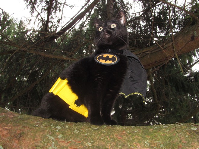 Harley the "Bat Cat" from Howard, Penn. Submitted by Beth and Colleen.