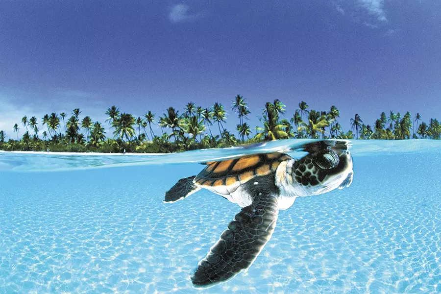 Hear David Doubilet talk about how he got this photo.
