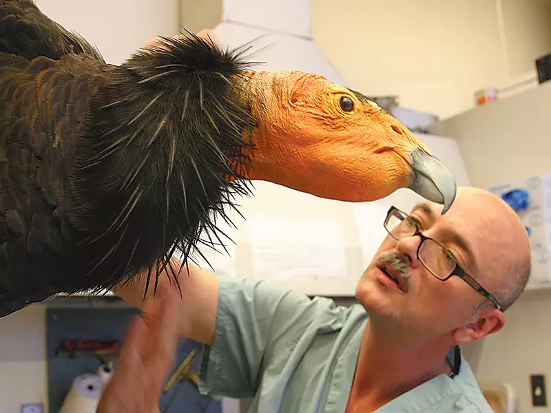 Igor Caragodin combs out the neck collar of the condor mount currently on display at the MAC. - ROB FAUCETT PHOTOS, BURKE MUSEUM, UNIVERSITY OF WASHINGTON