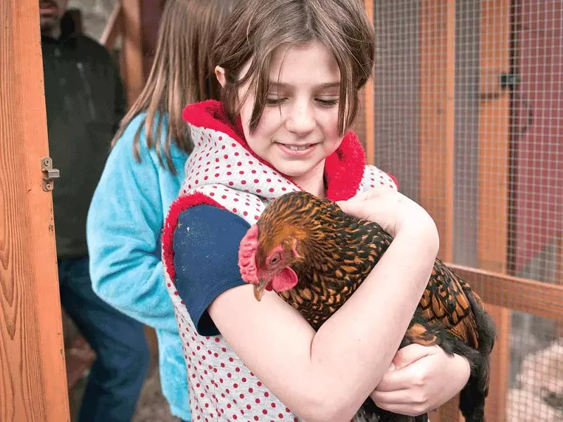 Lily Goodwin holds one of her family’s backyard chickens. - AMY HUNTER
