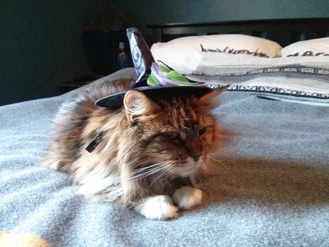 Maddie, a cute "old witch," from Spokane, Wash. Submitted by Will.