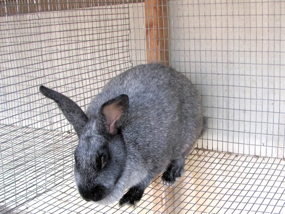 Rabbit Season