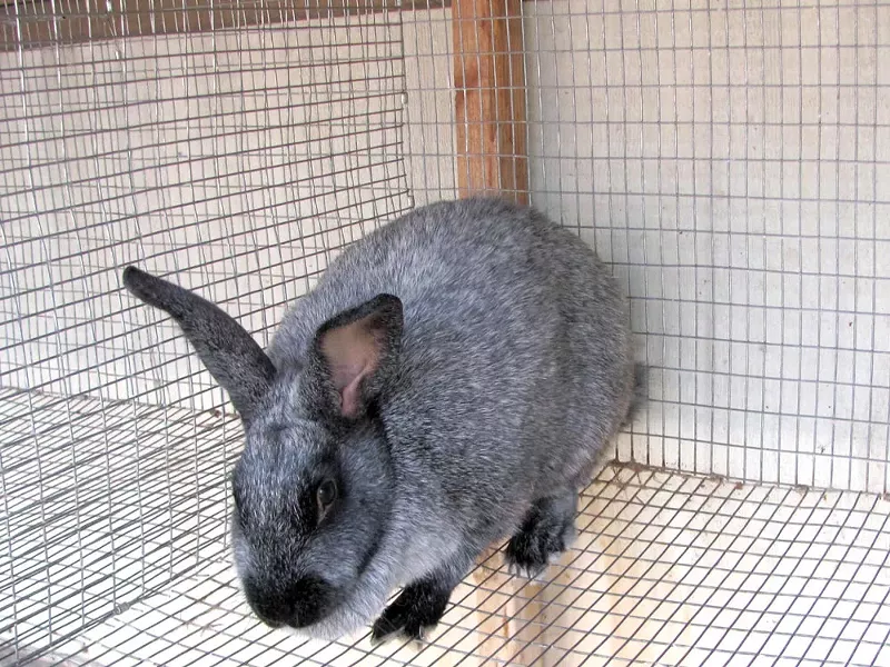 Meet Montgomery, part of a breeding stock of rabbits providing a local woman her meat source. - JOHN BRANDON
