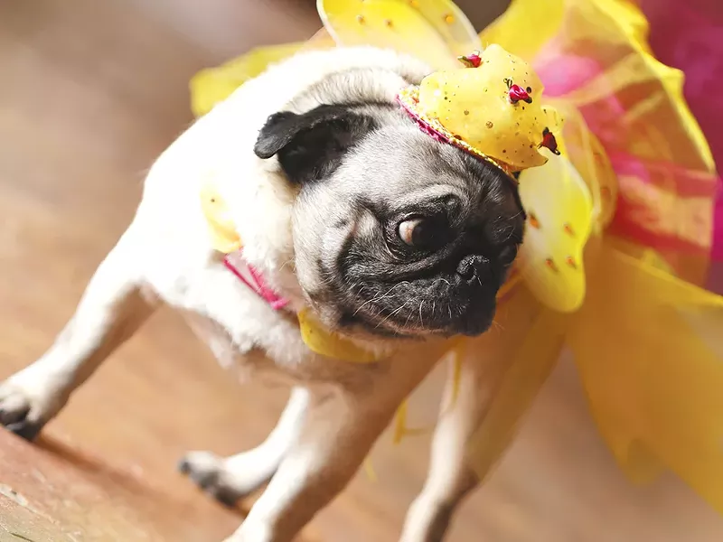 Ms. Chiff is one of Spokane\'s modeling dogs. - YOUNG KWAK