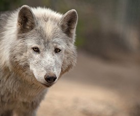 State approves killing wolves suspected in Stevens County sheep deaths