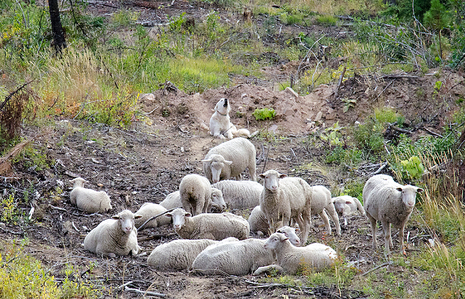 A guard dog barks out a warning while watching over a flock of sheep in southern Stevens County. - JACOB JONES