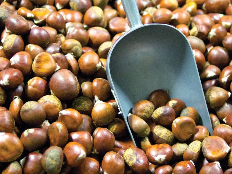 Once forgotten, the chestnut is now back in the scoop. - GUY HAND