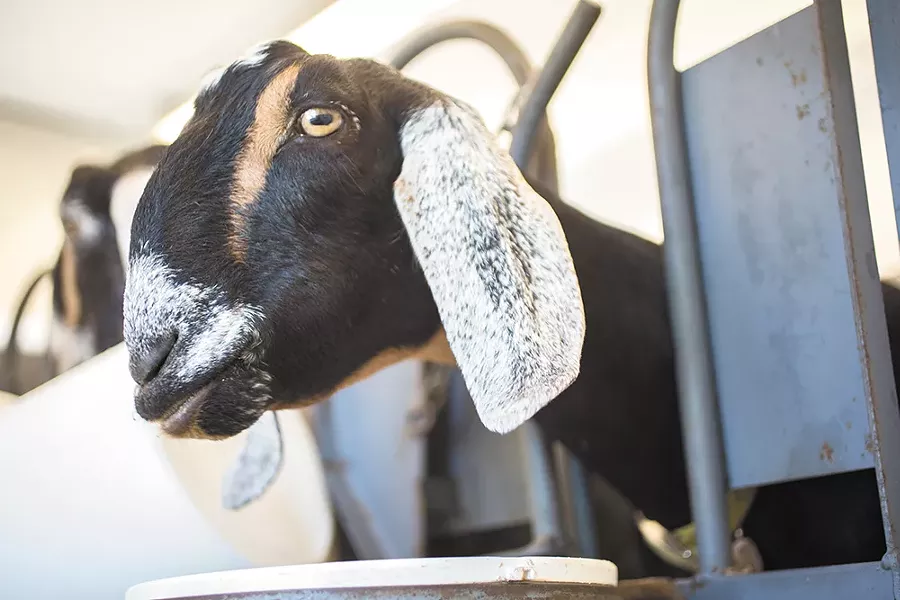 One of Chattaroy’s goats hard at work.| - ADAM MILLER