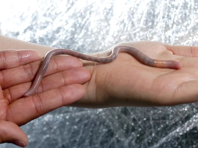 One of two Giant Palouse Earthworms find by University of Idaho soil scientists in late March - BILL LOFTUS