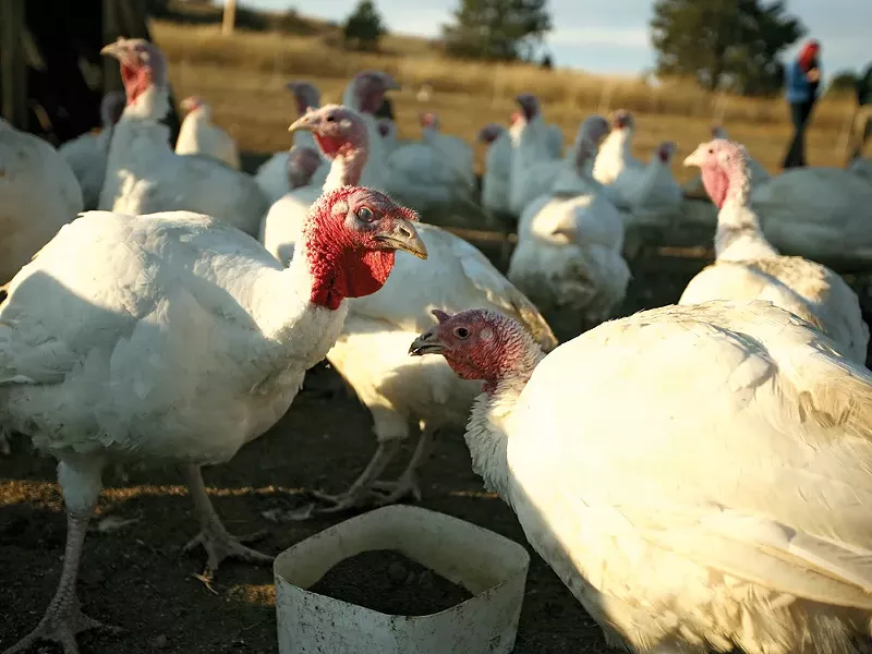 Organic turkeys at Palouse Pastured Poultry, in Rosalia, Wash. - YOUNG KWAK