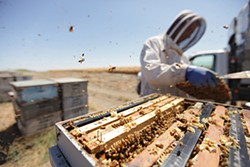 PHOTOS: Local beekeepers and their hives