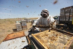 PHOTOS: Local beekeepers and their hives