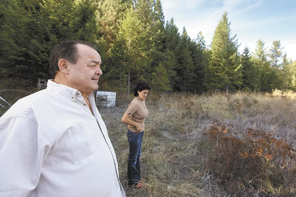 Rhonda and Larry Harvey grew 74 marijuana plants on their property north of Colville before they were raided in 2012. - YOUNG KWAK