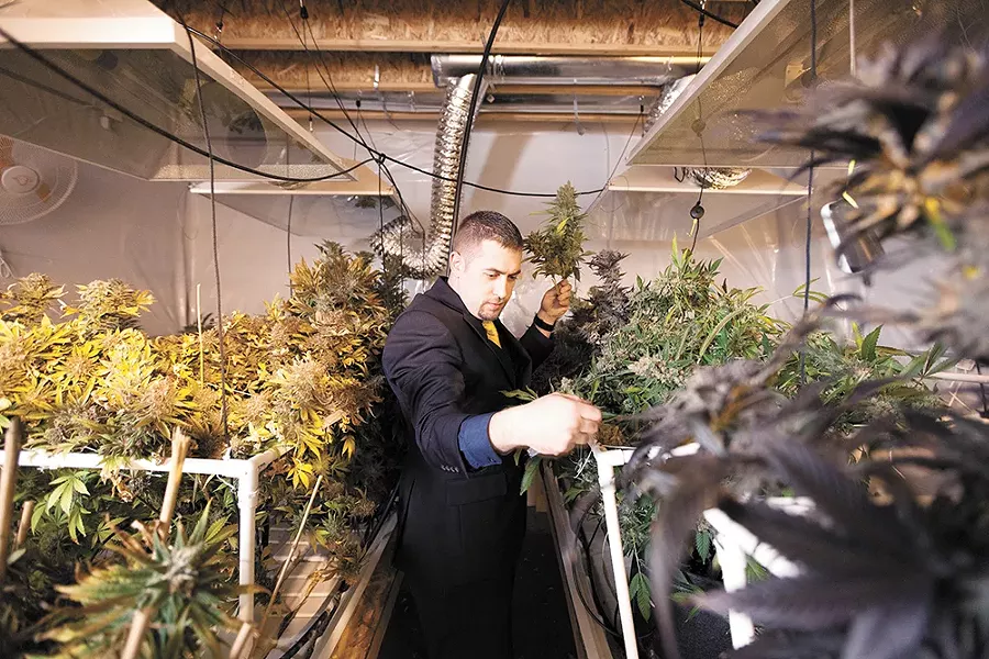 Sean Green harvests "Strawberry Sour Diesel" marijuana. - YOUNG KWAK
