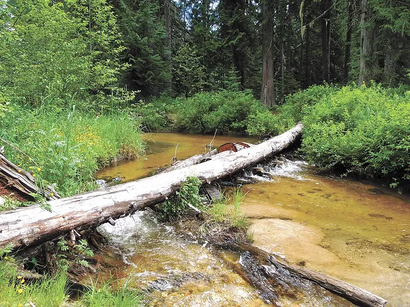 Tacoma Creek in the Colville National Forest. - CHEY SCOTT