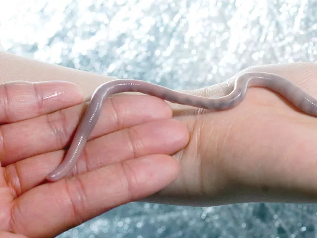 The giant Palouse earthworm gets denied.