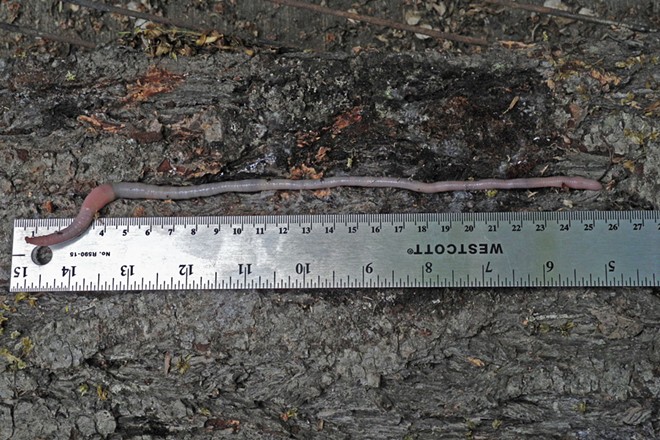 The Giant Palouse Earthworm lives!
