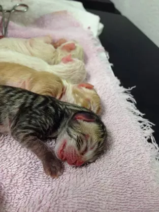 CAT FRIDAY: The kittens are coming