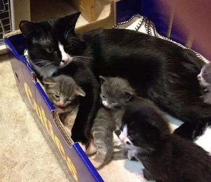Placement Of Cat Food Litter Placement Of Cat Food Litter