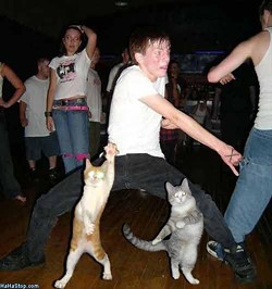 cat_dance_off.jpg