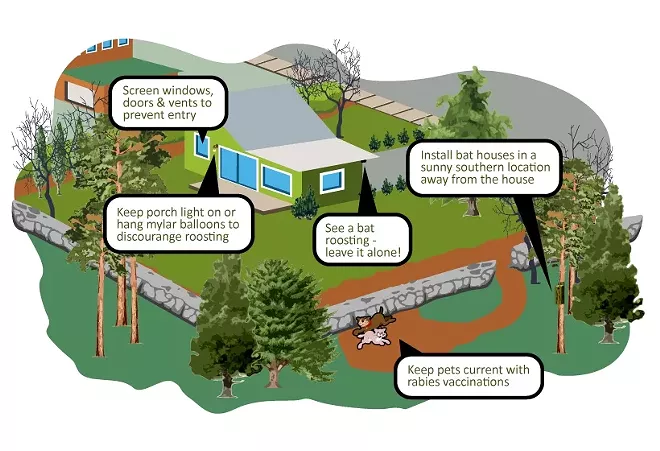 Some tips for how to avoid contact with bats around your property from the Spokane Regional Health District. - SPOKANE REGIONAL HEALTH DISTRICT BATSMART PROGRAM