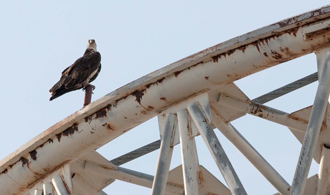 There's an osprey family living at the top of the Riverfront Park Pavilion, and we've got pictures