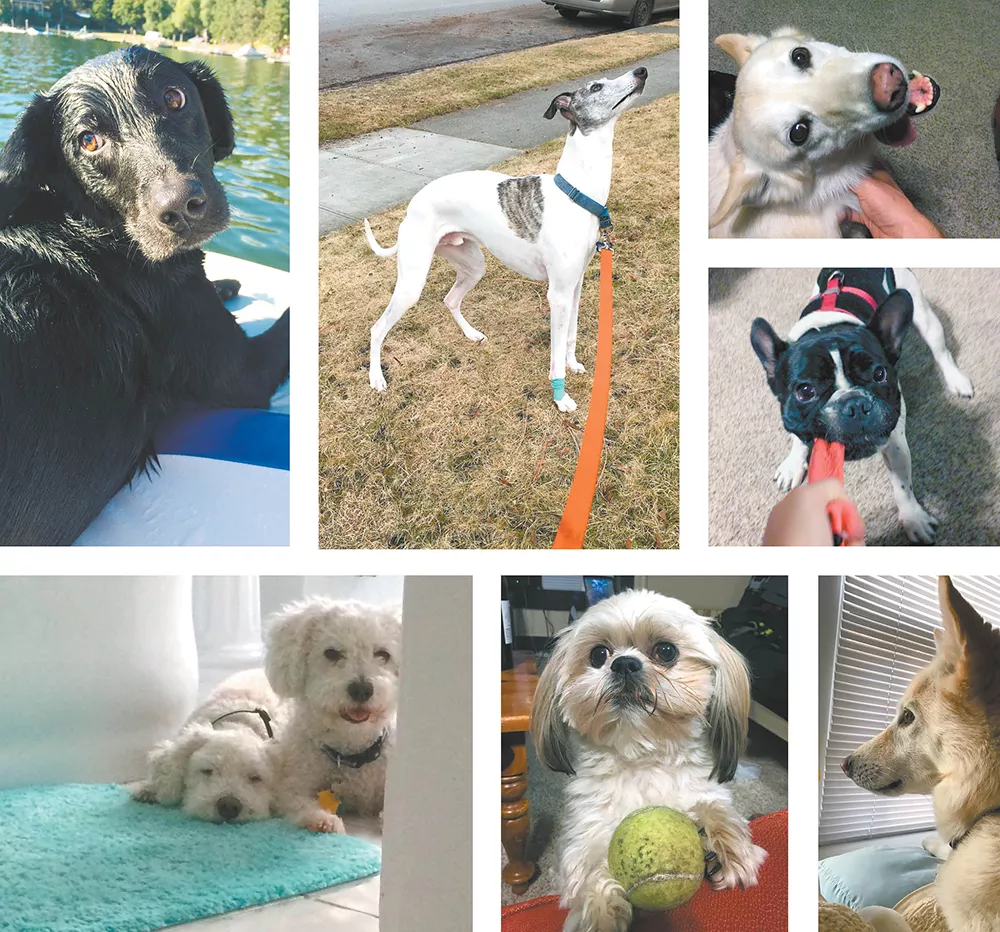 Maddie (top left) waits on a boat on Lake Coeur d'Alene for someone to throw the ball again. - MITCH RYALS PHOTOS