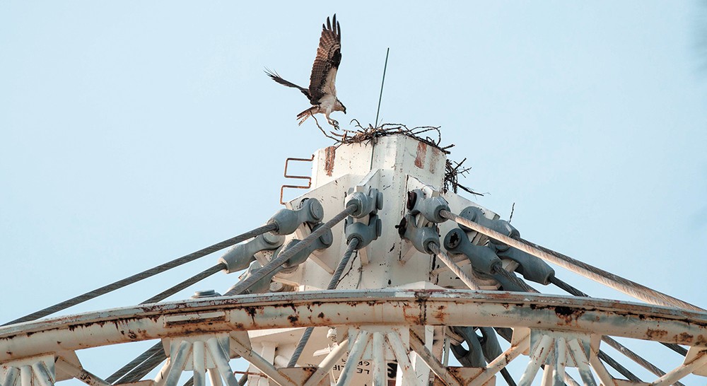 An osprey lands at the top of its nest at the Riverfront Park Pavilion. - DANIEL WALTERS PHOTO